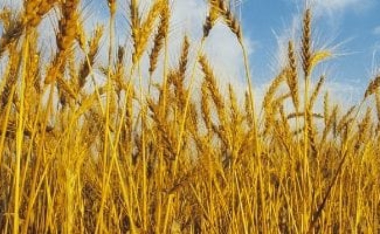 Ινστιτούτο της δυτικής ακτής της αρωματοθεραπείας