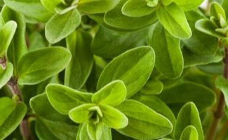 Μαρζουαμ CO2 | Ινστιτούτο της δυτικής ακτής της αρωματοθεραπείας